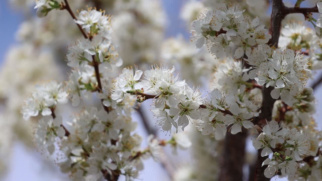 Plum tree full of fragrant blossoms blowing in a gentle breeze with a delicate focus pull
