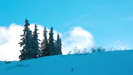 view of snow-covered pine trees on a hill in the mountains with fast-moving clouds in the sky