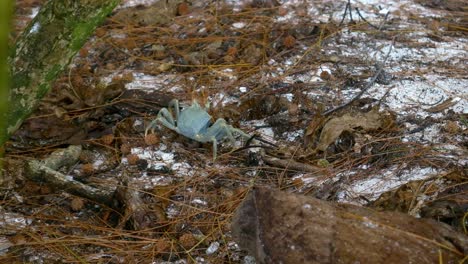 Krabbe-Fängt-Verlorene-Babyschildkröte,-Die-Den-Falschen-Weg-In-Den-Wald-Gegangen-Ist