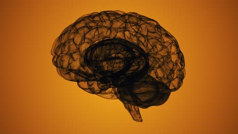 seamless loop of a wireframe d brain model