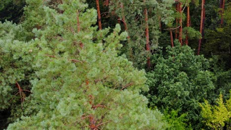 fur trees and pines from above. aerial view video on forest. green wood. nature concept video.