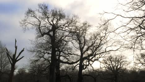 tall spooky bare trees silhouette on bright winter day