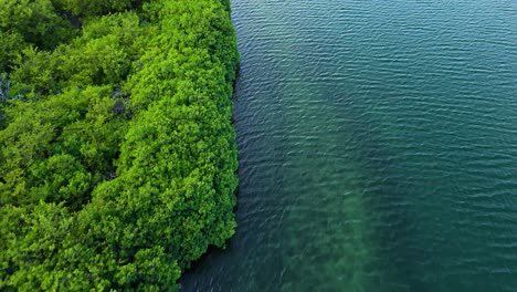 mangrove forest and mudflats with ocean water ripples, aerial overview