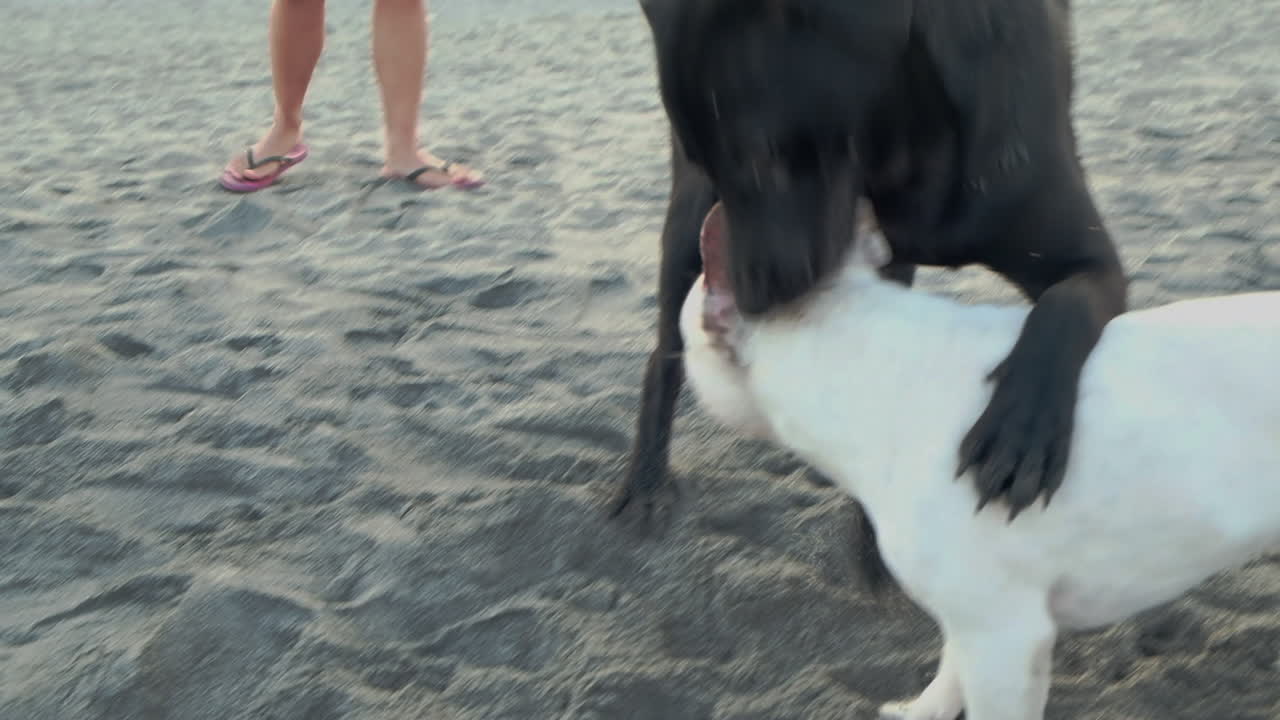 해변에서 노는 개