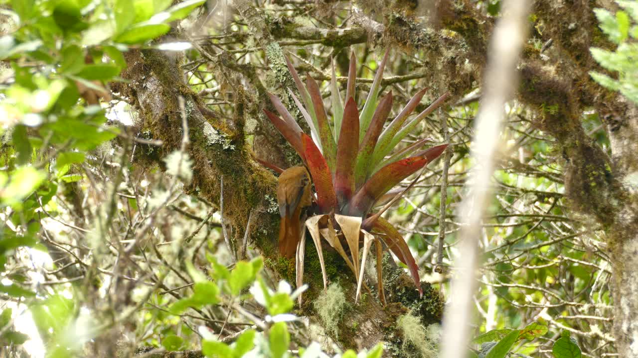 gran pájaro marrón buscando comida en una planta tropical