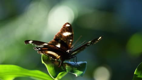 butterfly resting on a leaf