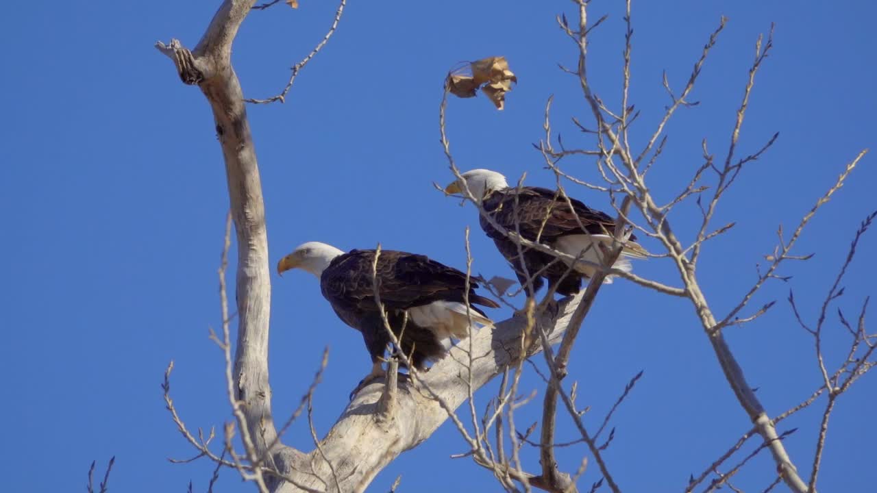 águilas calvas descansan en una rama de árbol capturada en cámara lenta
