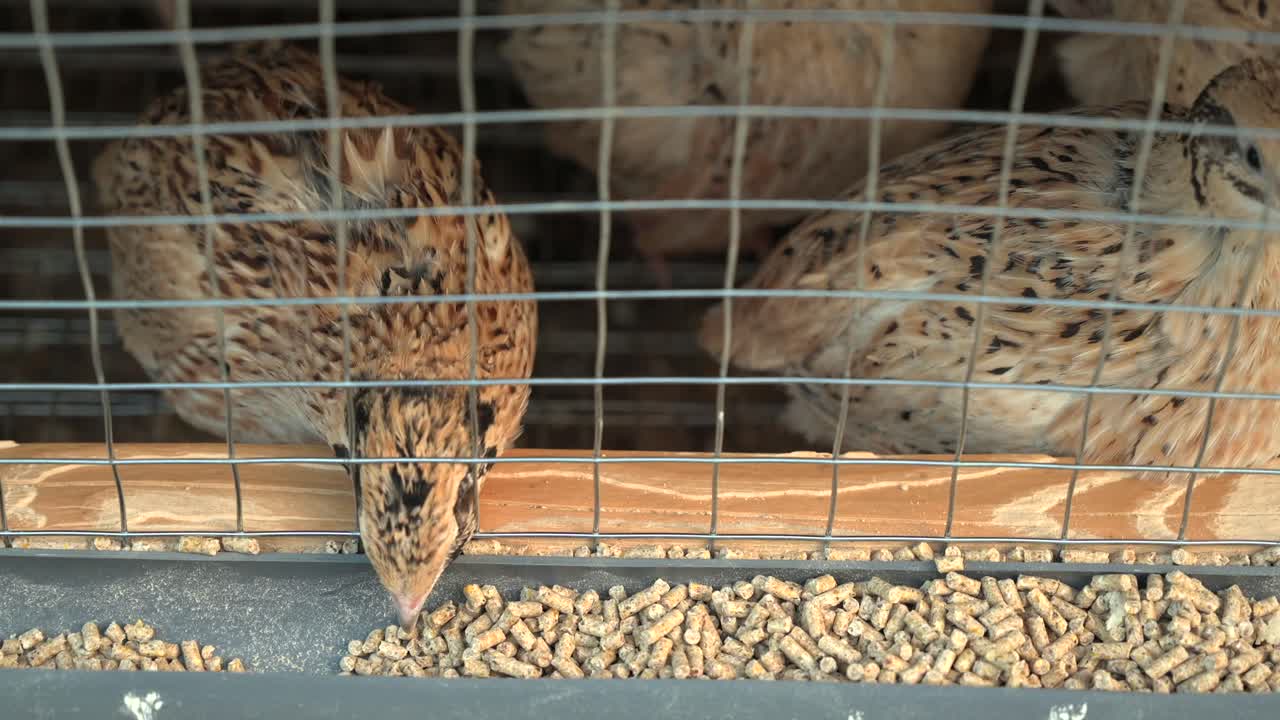 Nahaufnahme von Coturnix-Vögeln, die in einem Käfig fressen