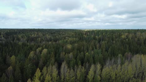 Low-flyover-boreal-forest-trees-in-early-autumn,-leaves-begin-to-turn