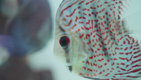 close-up of a red turquoise discus fish with vibrant patterns in an aquarium