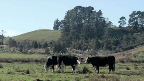 three worry-free cows grazing in the meadow