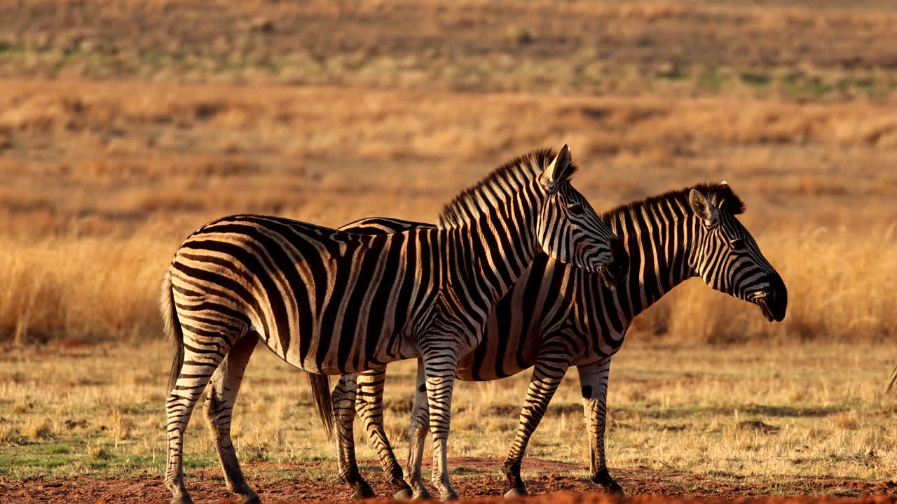 Sunset profile view of Plains zebra pair standing in dry African plain