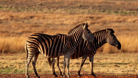 sunset profile view of plains zebra pair standing in dry african plain