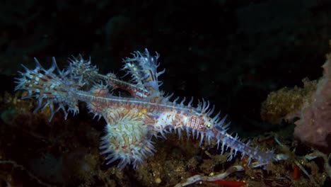 Verzierte-Geisterpfeifenfische-Solenostomus-Paradoxus-Erwachsener-Und-Jugendlicher-Lembeh-Strait-Indonesien-4k-25fps