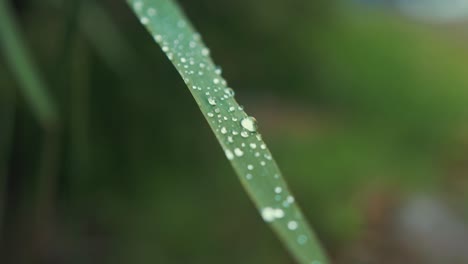 single slender vegetation leaf with beads of water