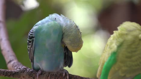 Encantador-Par-De-Periquitos-Exóticos,-Melopsittacus-Undulatus-Acicalándose-Sus-Hermosas-Plumas-Contra-El-Fondo-Del-Bosque-Verde-Bokeh-De-Ensueño-En-El-Parque-De-Vida-Silvestre-Langkawi,-Malasia,-Sudeste-De-Asia