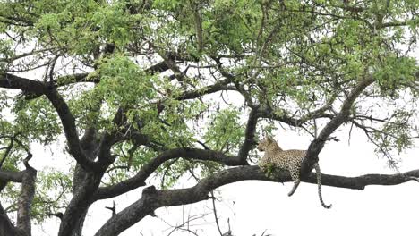 Extreme-Weite-Aufnahme-Eines-Leoparden,-Der-Sich-In-Einem-Baum-Entspannt,-Größerer-Kruger