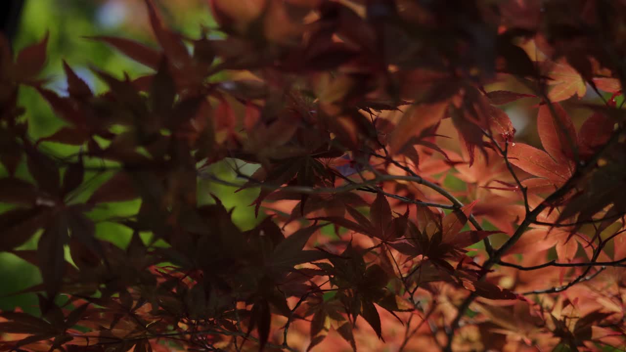 Japanese Maple Trees Provide A Dramatic Backdrop To Any Destinations And Seasons In Kyoto Japan- Close Up Shot
