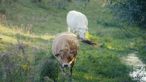 two cows eating and grazing in a big farm field near the water