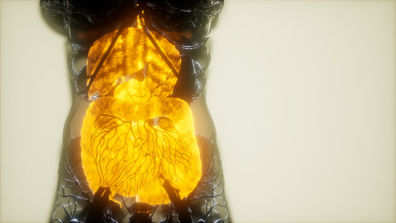 resonancia magnética de contraste de los órganos del cuerpo humano