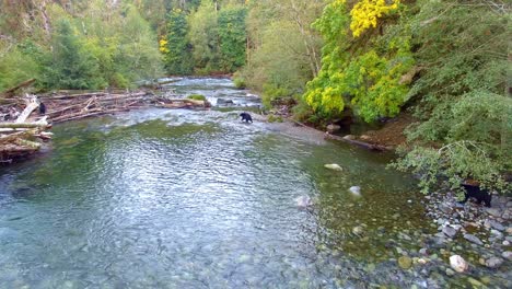 a bear getting chased away for the best salmon fishing spot by two more dominant black bears.