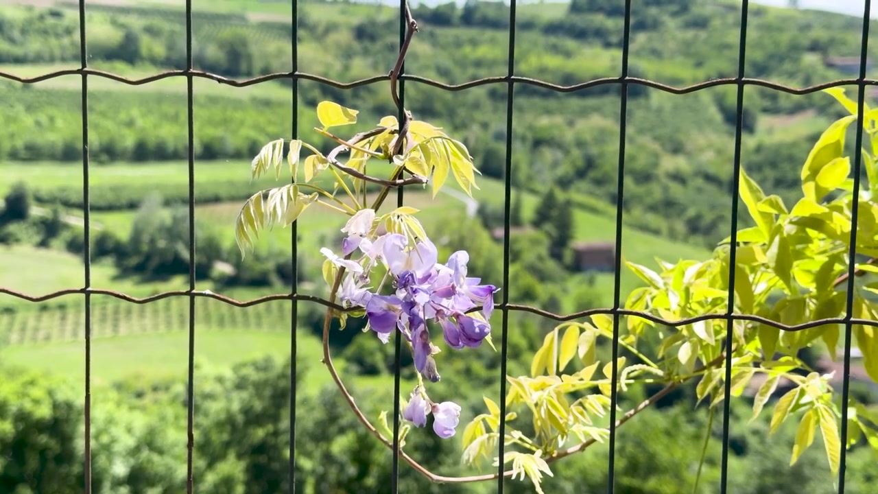 Lilla blåregn blomstrer på et nettinggjerde med frodige grønne italienske vingårder i bakgrunnen