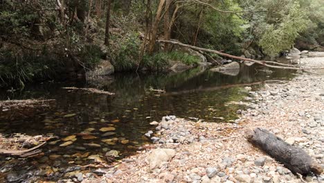 a serene stream flows through a forest