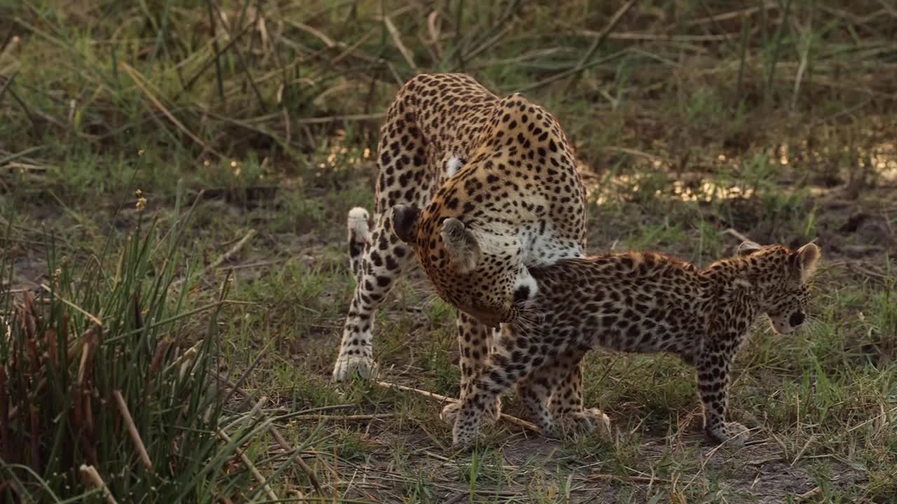 adorable cámara lenta de un leopardo hembra acicalando a su pequeño cachorro, khwai botswana