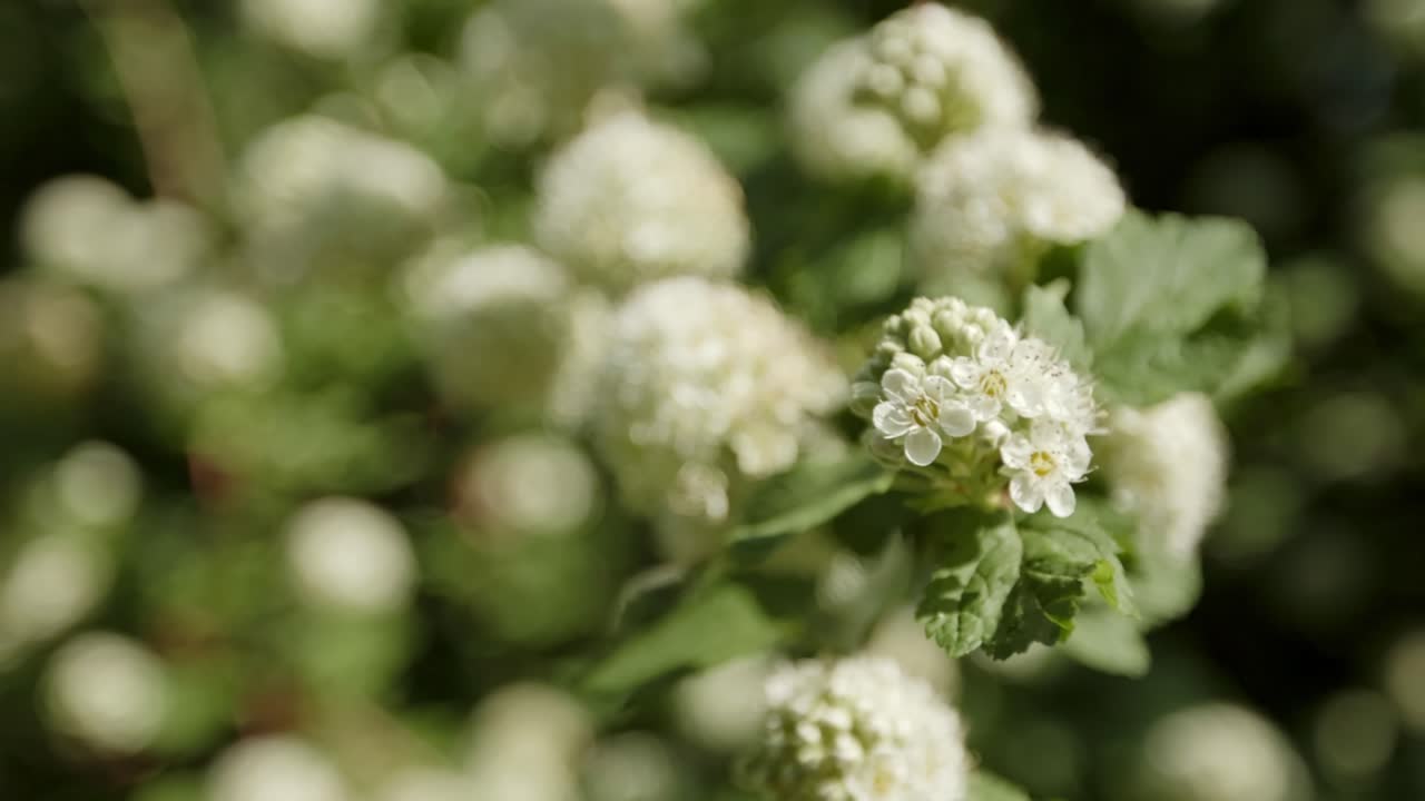 Chinese Snowball Bush With Spring Blossoming Flowers. Selective Focus Shot