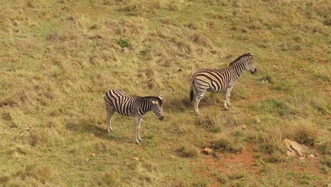 drone aerial of two zebra standing on a grass plain in the wild