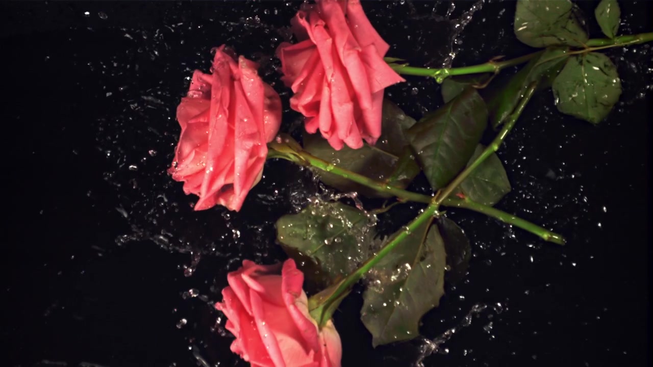 Vann plasker i sakte film på rosa roser med svart bakgrunn.
