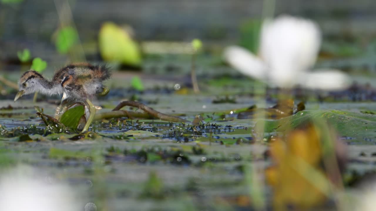아름다운 자카나 새끼 들 이 아침 에 물 릴리 연못 에서 먹이 를 먹고 있다