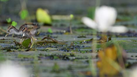 hermosos pollitos de jacana alimentándose en el estanque de nenúfares por la mañana