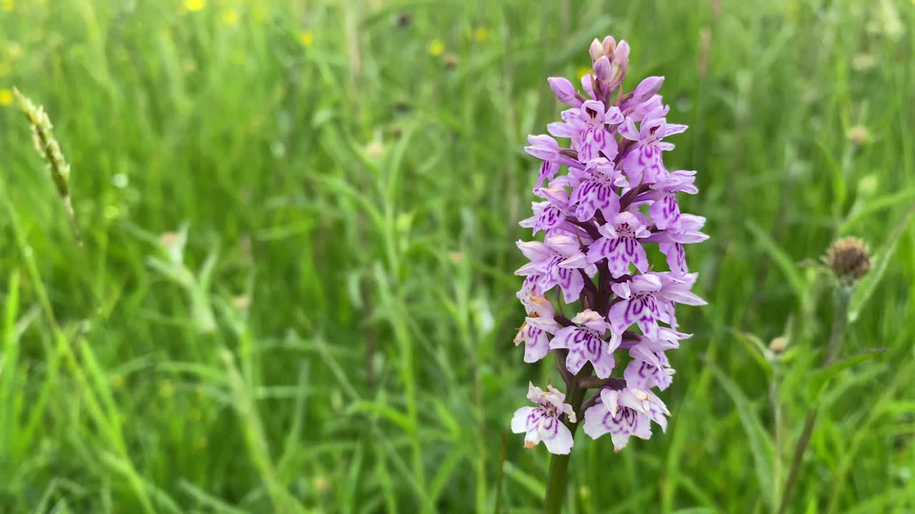 primer plano de una flor de orquídea manchada púrpura que se mueve suavemente en el viento , uk