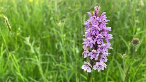 Primer-Plano-De-Una-Flor-De-Orquídea-Manchada-Común-Púrpura-Moviéndose-Suavemente-En-El-Viento,-Reino-Unido