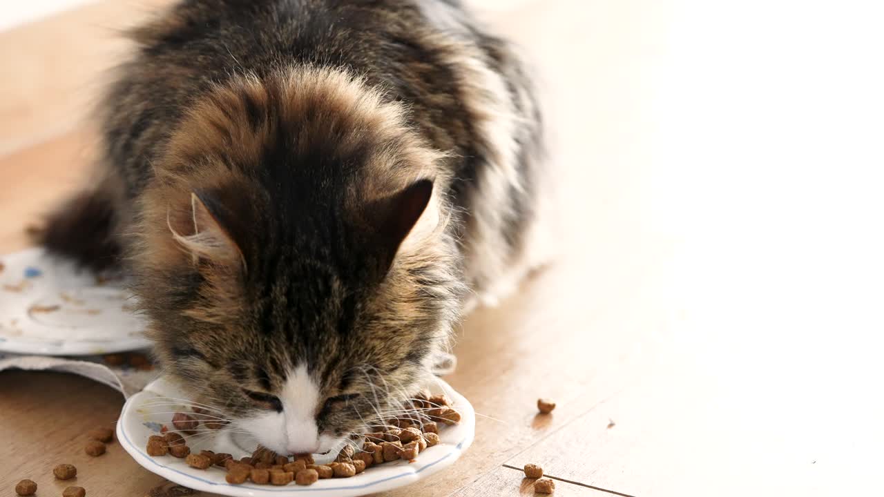 Eine getigerte Hauskatze mit langem Fell frisst drinnen von einem Teller, wobei etwas Trockenfutter auf dem Boden zu sehen ist. Natürliche Wohnszene, die entspanntes Haustierverhalten und eine realistische tägliche Fütterungsroutine zeigt