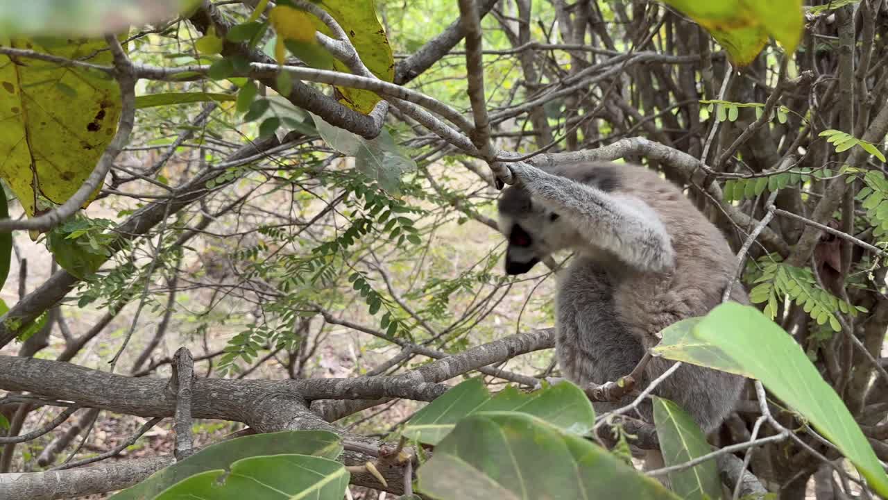 Una famiglia di lemuri dalla coda ad anelli (Lemur catta) si sposta da un albero all'altro. Madagascar