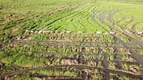 Vista-Aérea-De-Un-Rebaño-De-Cabras-Caminando-En-Un-Campo-De-Arroz-En-Malasia,-Sudeste-Asiático.