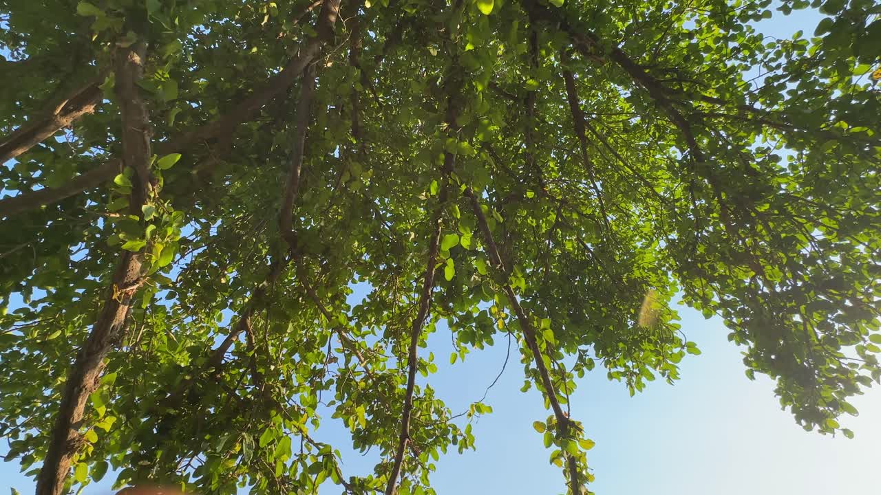The Indian banyan tree (Ficus benghalensis) is the national tree of the Republic of India and is considered to be sacred