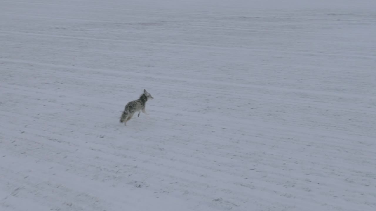 Coyote Running in Snowy Field in Slo Mo