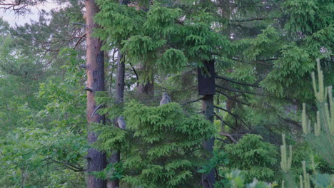 Juvenile-Tawny-Owl-Perched-On-Deciduous-Woodland