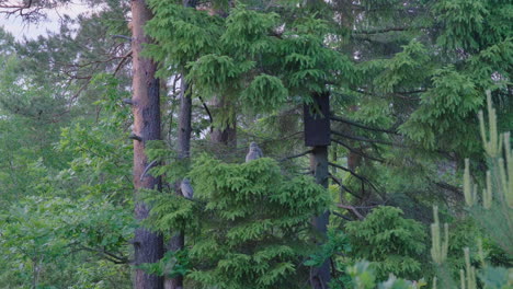 juvenile tawny owl perched on deciduous woodland