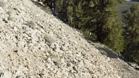 White-mountain-view-form-low-angle-to-bristlecone-pine-trees-forest-in-California,-USA