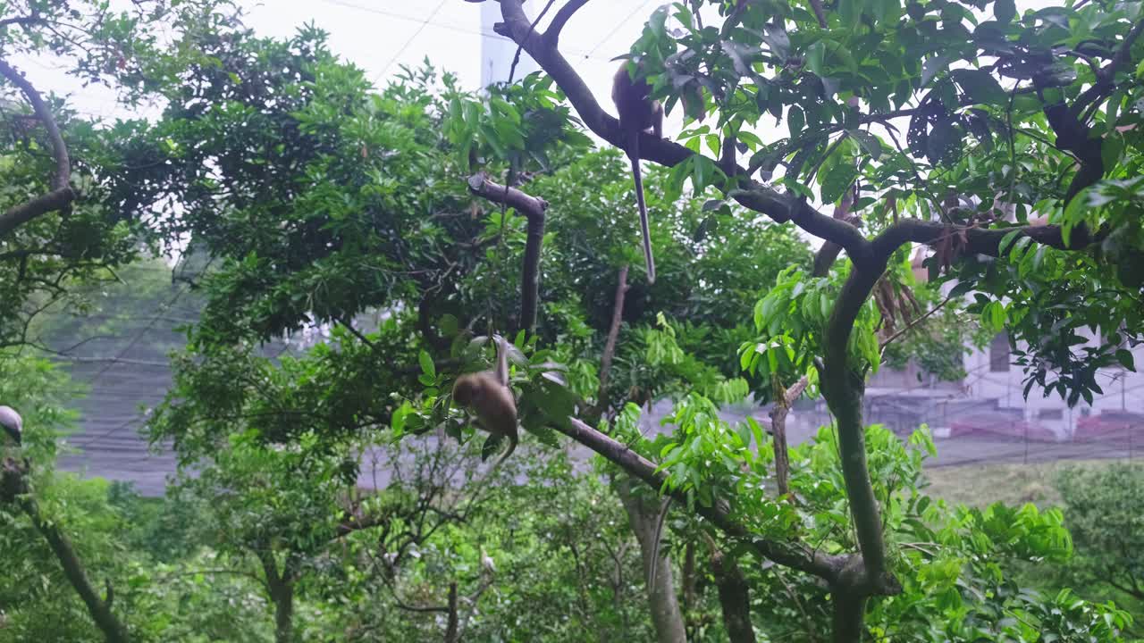Two small monkeys are sitting and moving among the lush green branches and canopy of trees in a natural outdoor park setting