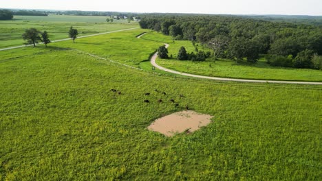 Far-Aerial-view-of-Bison-Herd-at-watering-hole-in-pasture,-Battelle-Darby-Metro-Park,-Ohio