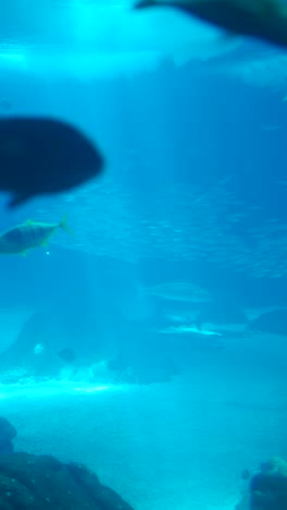 underwater scene with diverse fish and light rays