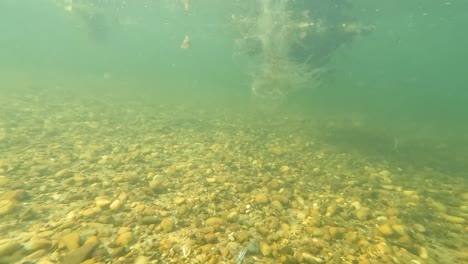 indoor-view,-underwater-of-plants,-roots-and-garbage-in-the-san-francisco-river