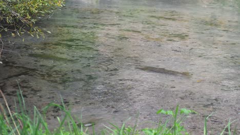 Pair-Of-Brown-Trout-Fishes-Resting-In-Shallow-Transparent-Stream