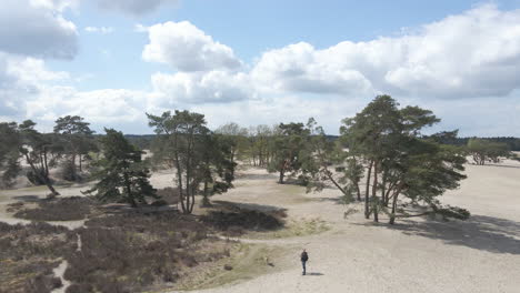 Drone-flying-backwards-between-trees-and-revealing-beautiful-sand-dunes