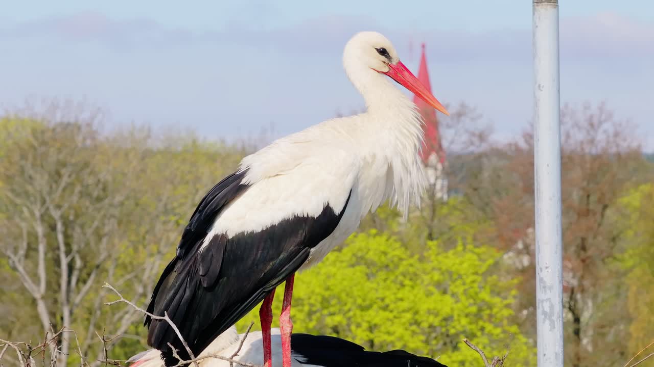 Stork scratches chest with beak while standing in nest on old water tower Latvia
